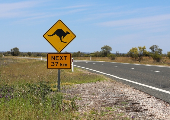 In Australia, drivers understand that a sign with a kangaroo icon means they should drive carefully, and watch out for kangaroos entering the road ahead. Photo: Shutterstock